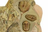 Megistaspis Trilobite, Symphysurus, Colpocoryphe & Graptolites #334779-2